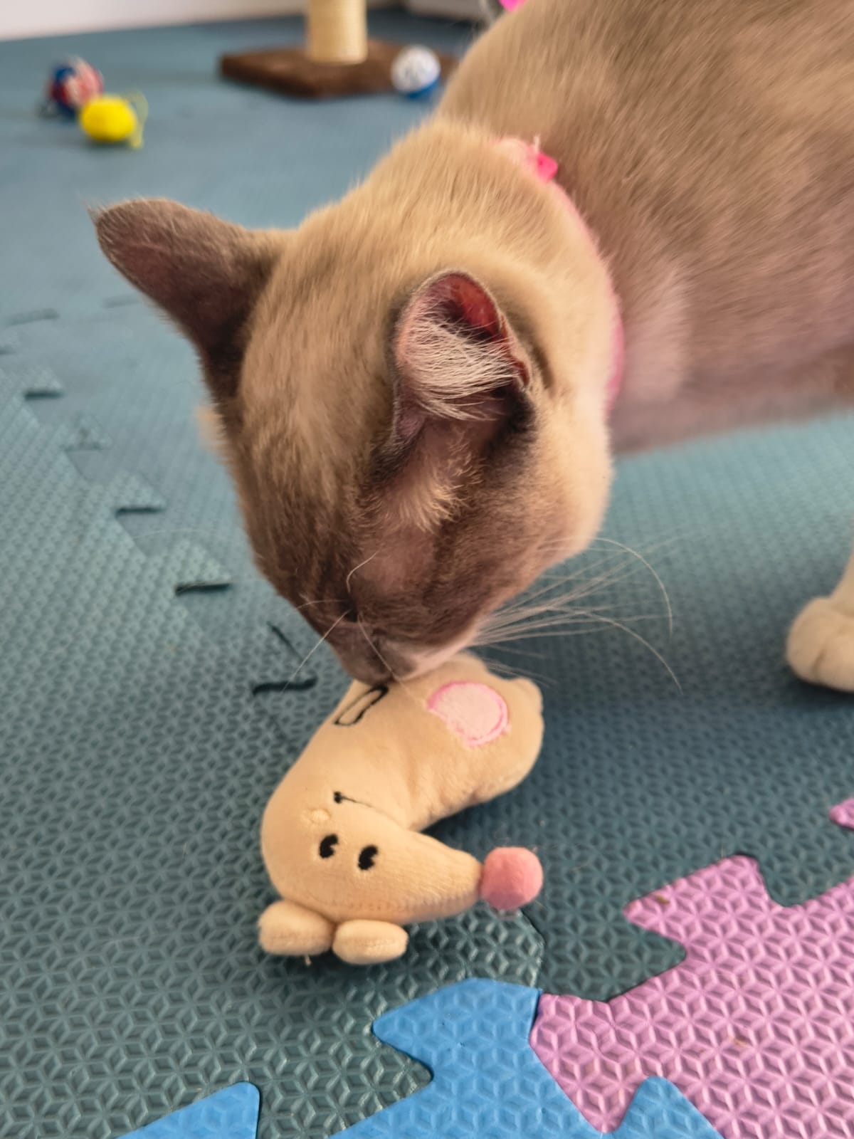 Área dos gatos - foto 7